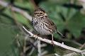 Savannah Sparrow 011109 113